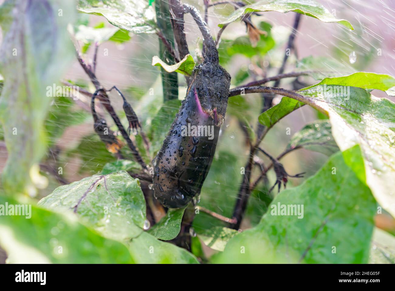 Growing eggplant in farm garden at Los Angeles Stock Photo