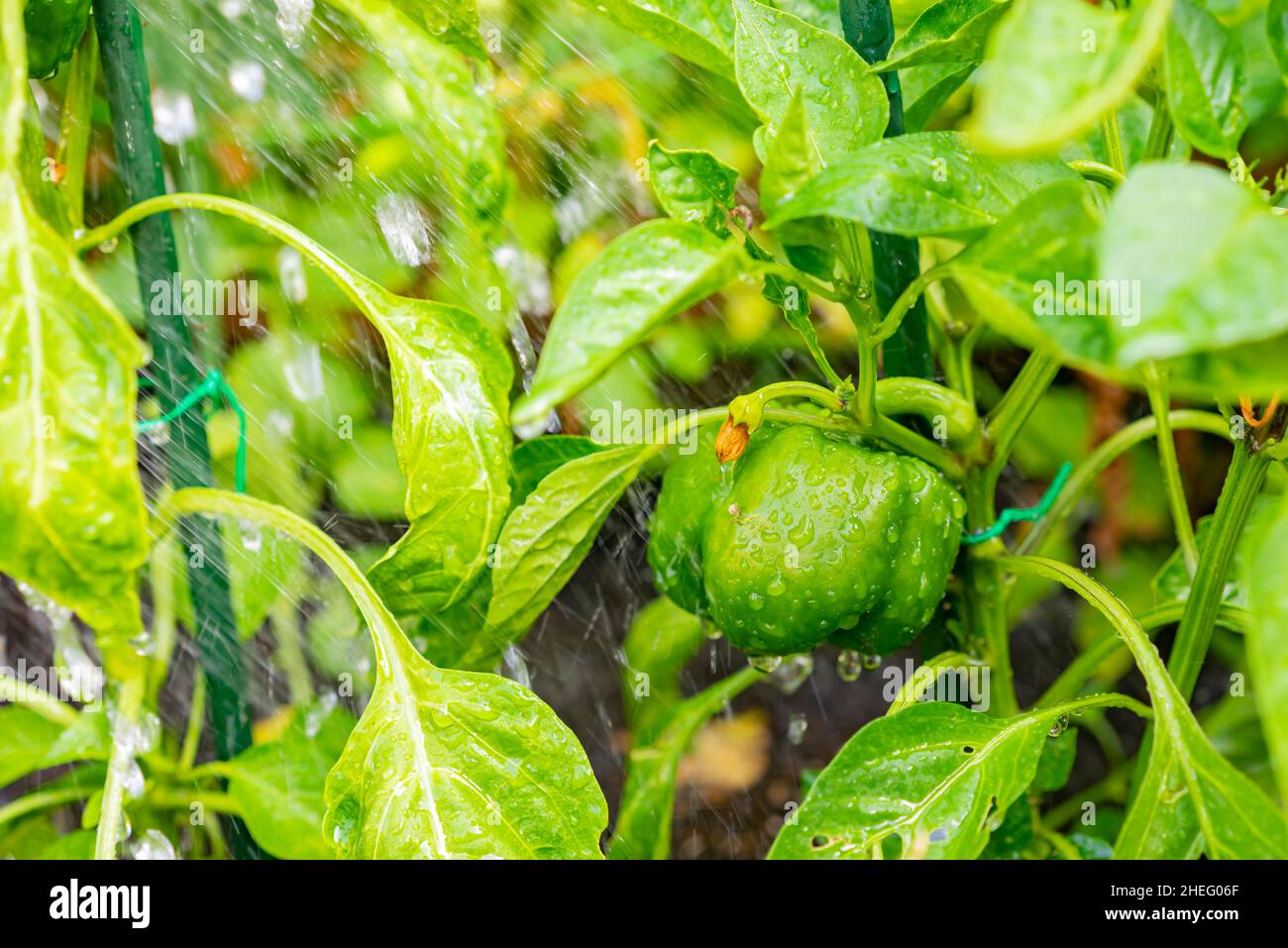 Close up shot of a green pepper in farm garden at Los Angeles Stock Photo