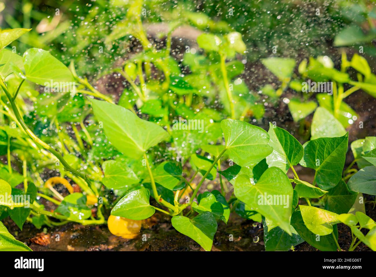 Growing Sweet potato leaves in farm garden at Los Angeles Stock Photo