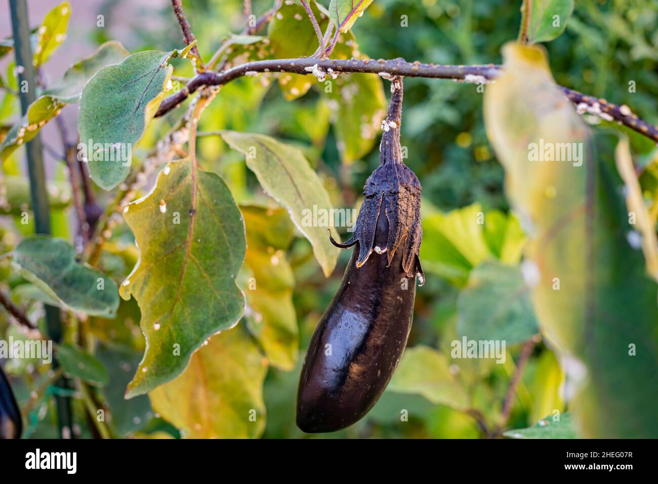 Eggplant insect pest hires stock photography and images Alamy