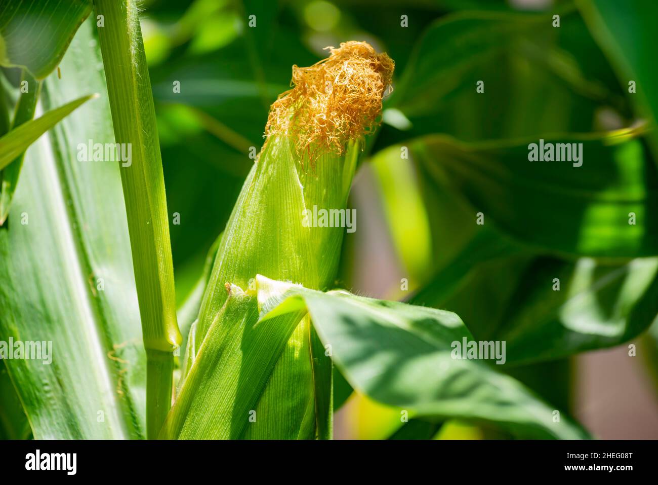 Growing corn in farm garden at Los Angeles Stock Photo