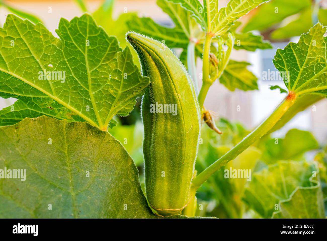 Growing Okra in farm garden at Los Angeles Stock Photo