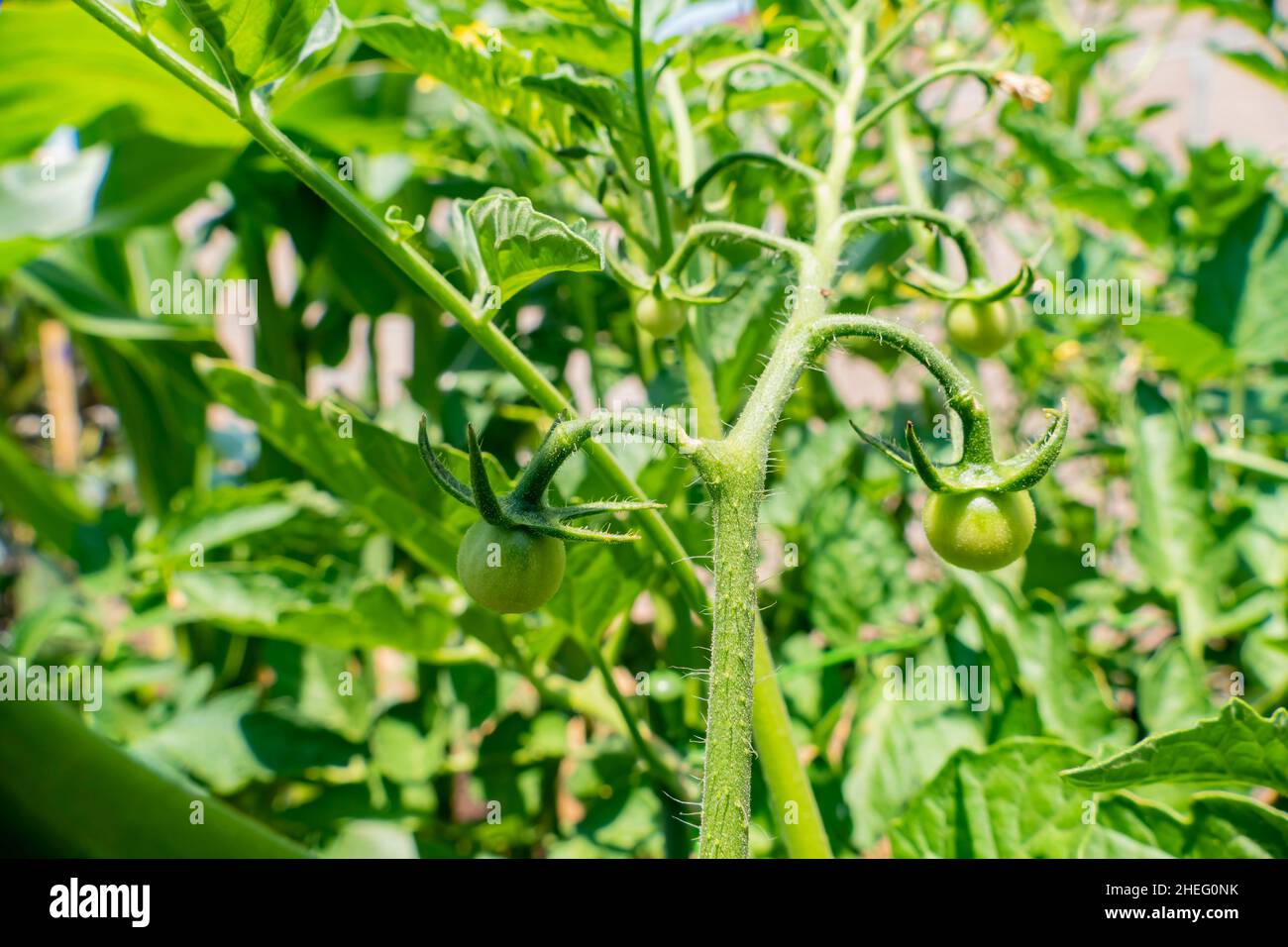 Growing tomato in farm garden at Los Angeles Stock Photo