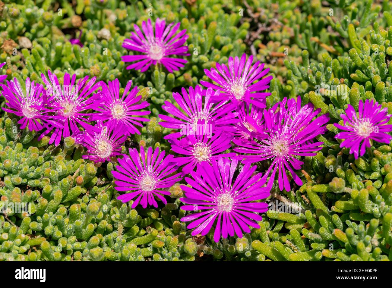 Close up shot of beautiful Ice plant blossom at Los Angeles Stock Photo