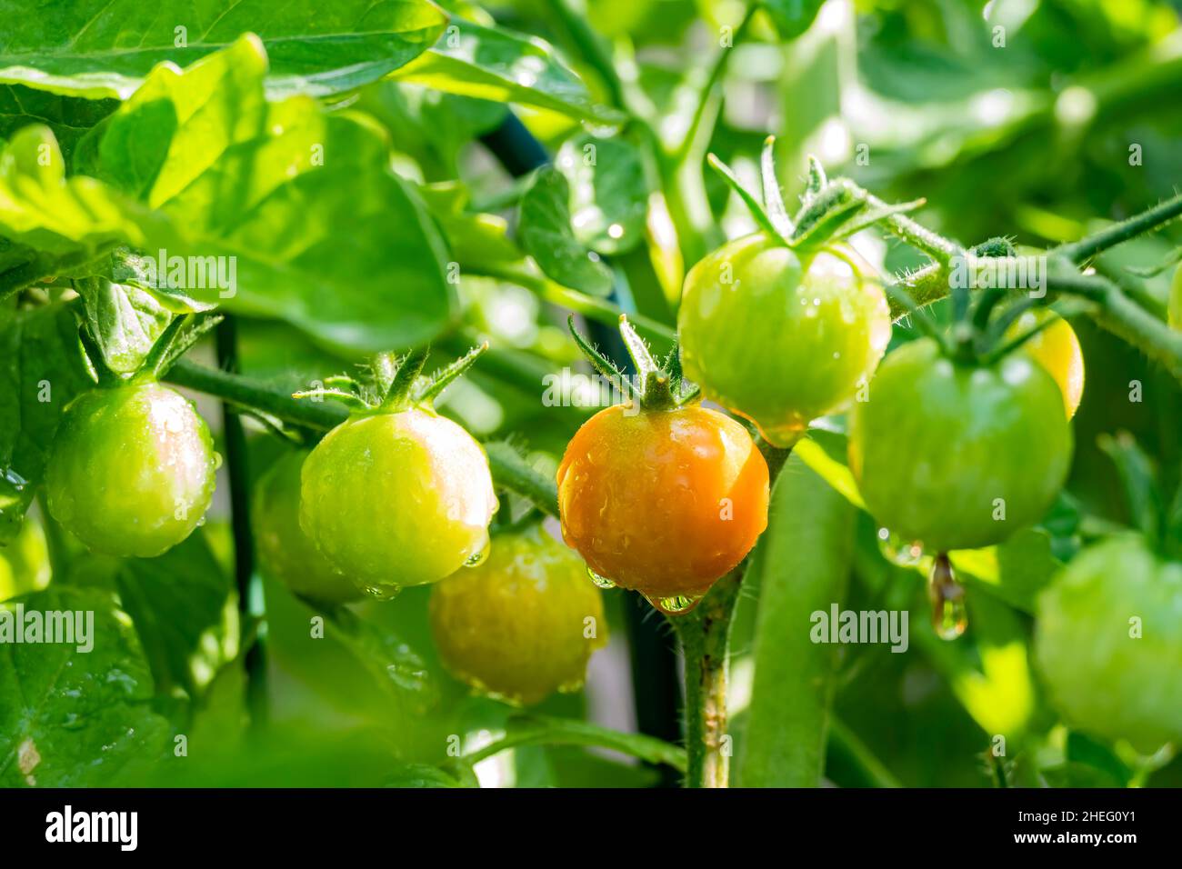 Growing tomato in farm garden at Los Angeles Stock Photo