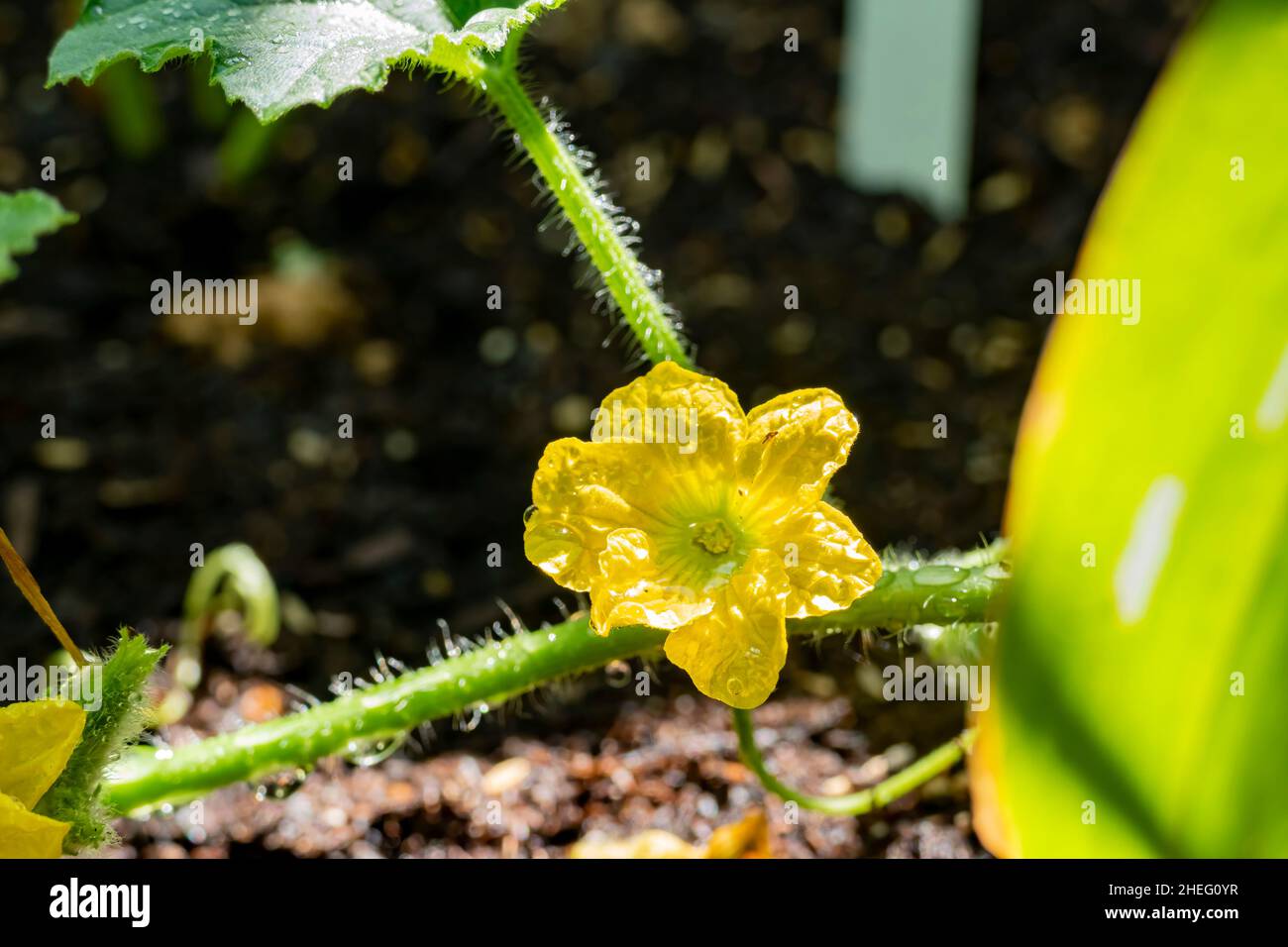 Close up shot of a melon flower in farm garden at Los Angeles Stock Photo