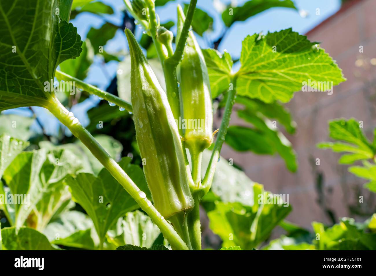 Growing Okra in farm garden at Los Angeles Stock Photo