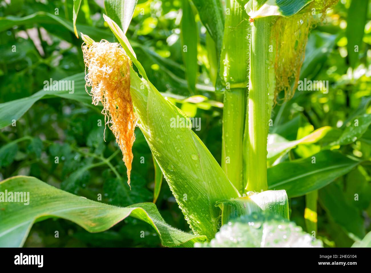 Growing corn in farm garden at Los Angeles Stock Photo