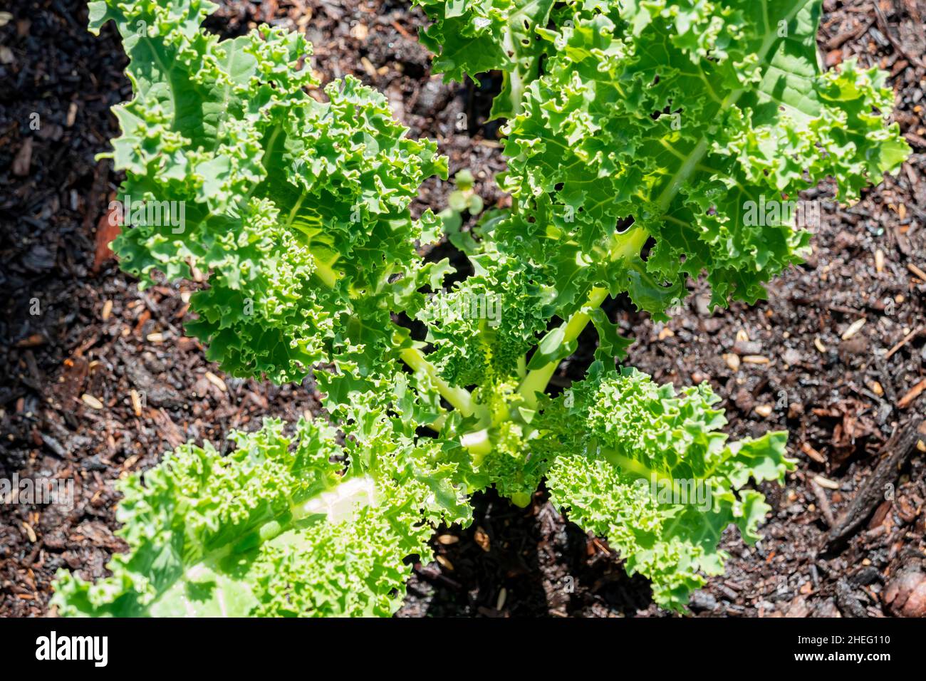 Growing kale in farm garden at Los Angeles Stock Photo