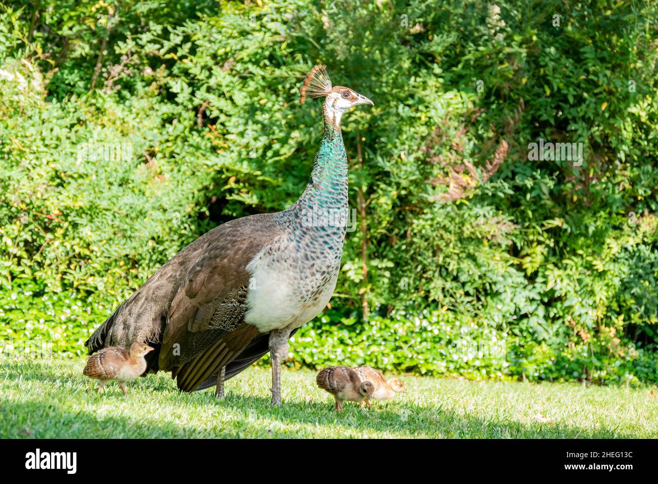 beautiful-female-peacock-and-her-child-at-los-angeles-stock-photo-alamy