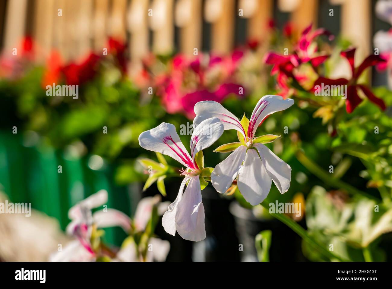 Close up shot of white Ivy geranium blossom at Los Angeles, California Stock Photo