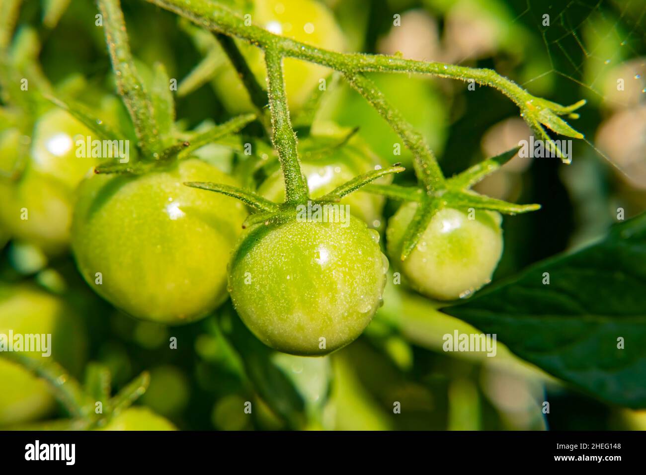 Growing tomato in farm garden at Los Angeles Stock Photo