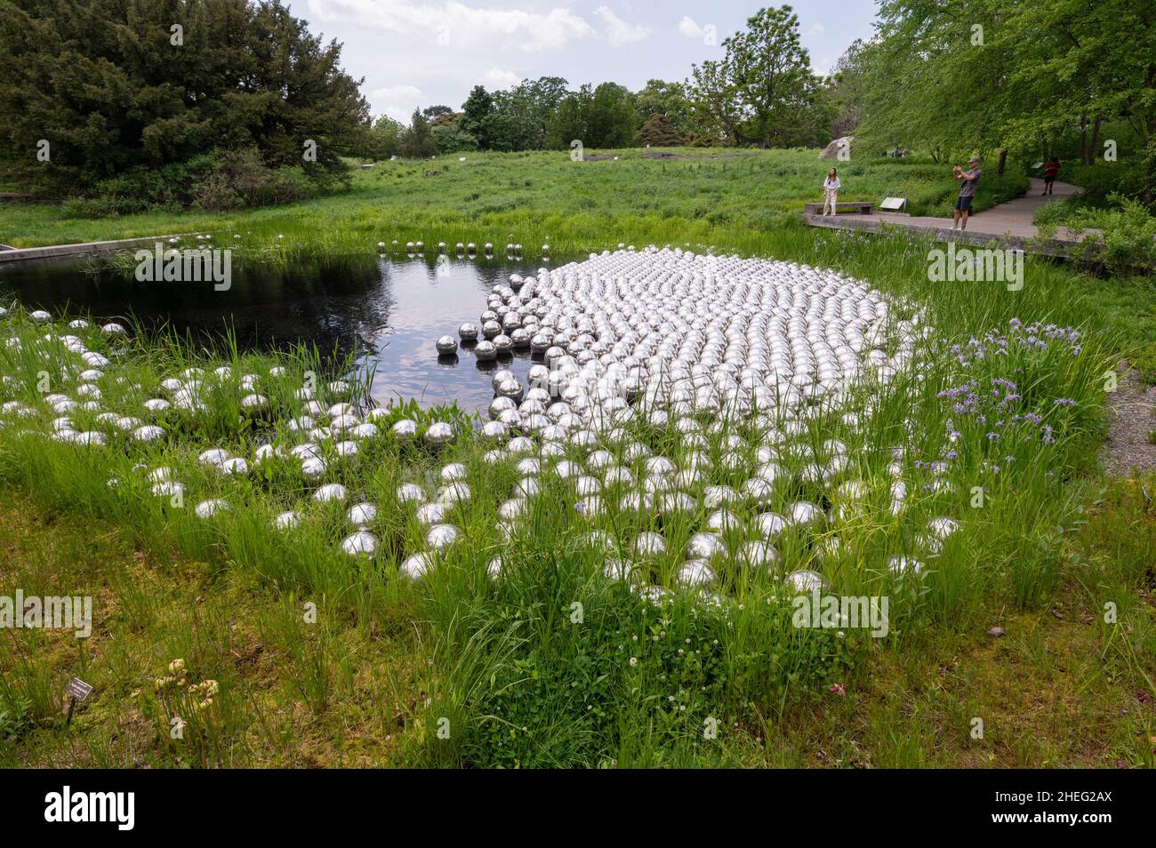 New York, NY, USA. May 23, 2021. View of 'Narcissus Garden', from  Japanese artist Yayoi Kusama's “Cosmic Nature'' exhibit at the NY Botanical Garden. Stock Photo