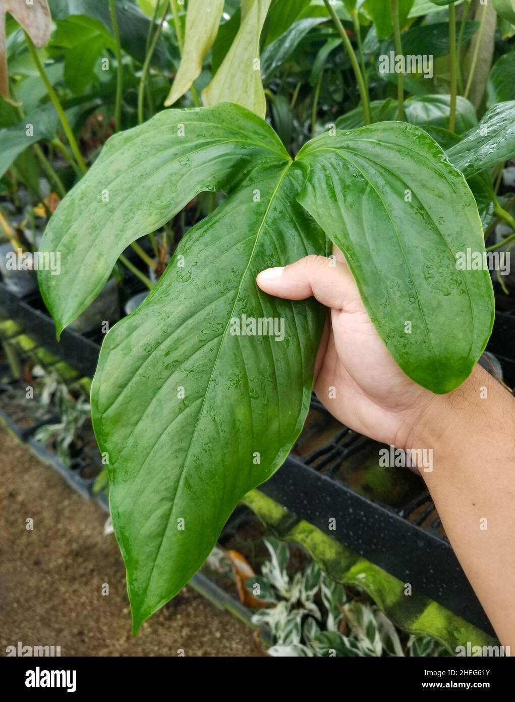 plant flamingo Flamingo Plant - Anthurium | Table Top Indoor Plants main image 1