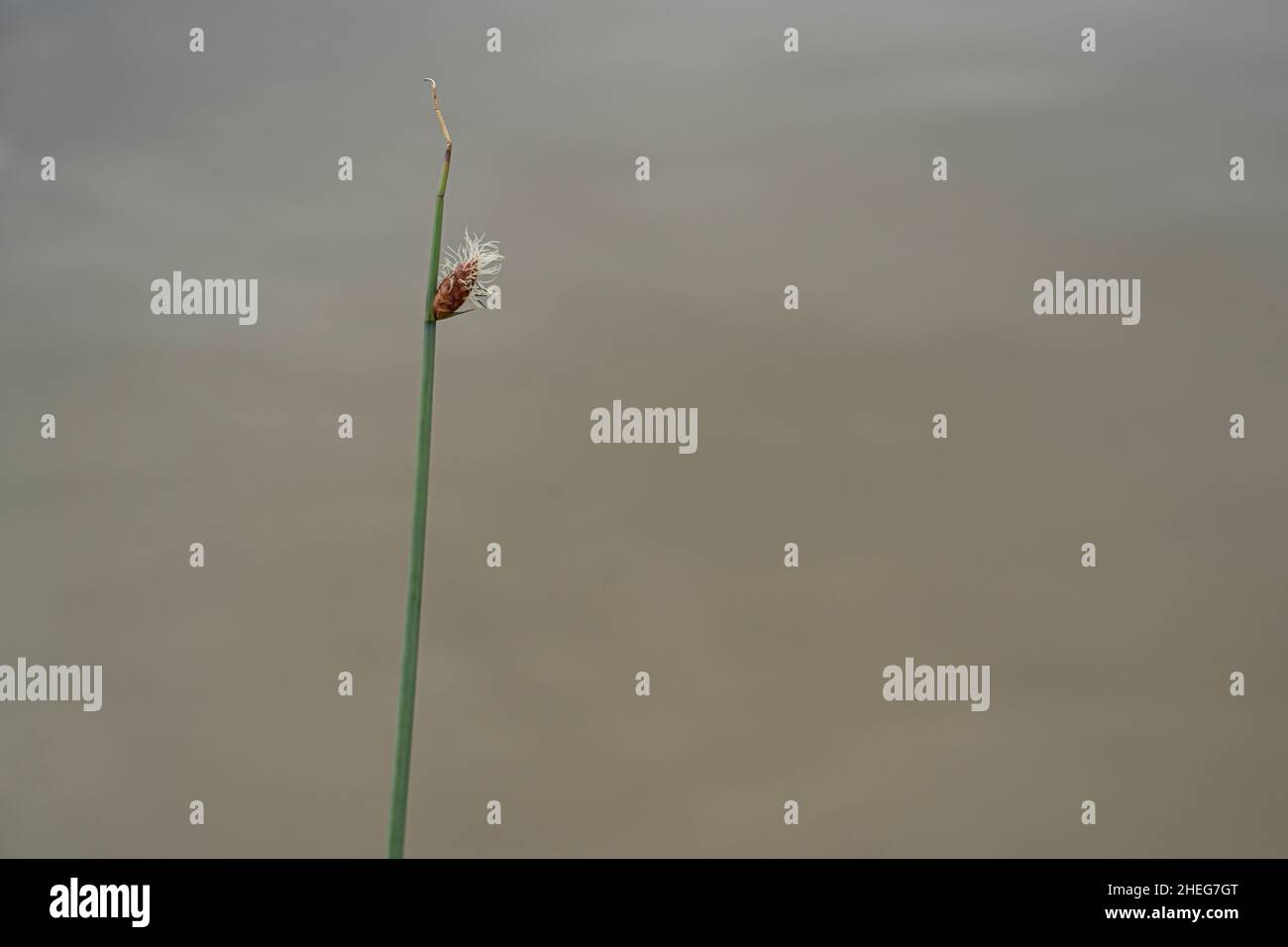 Page 3 - Reed Mats High Resolution Stock Photography and Images - Alamy