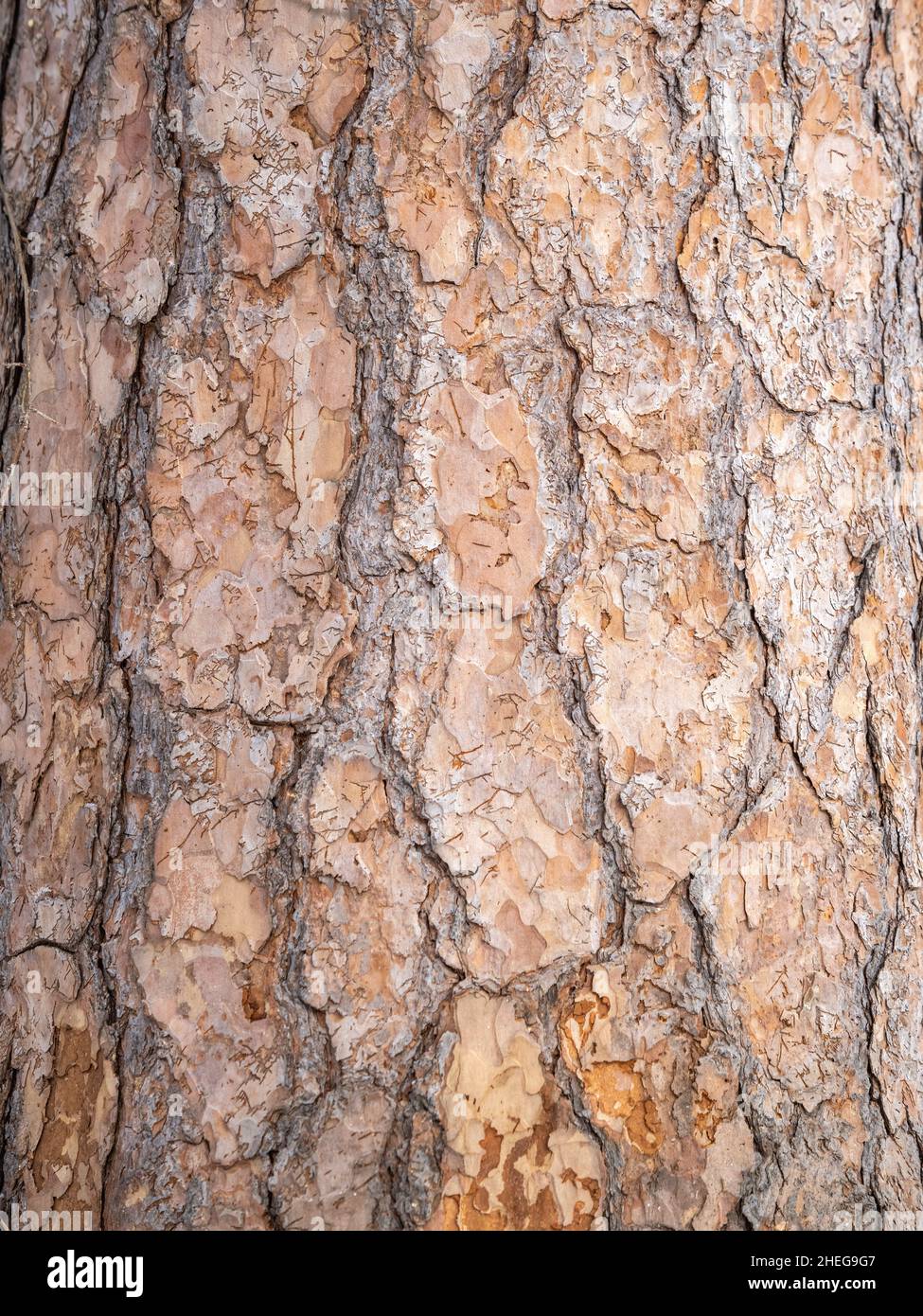 Old wood bark texture or background. Red pine tree Stock Photo - Alamy