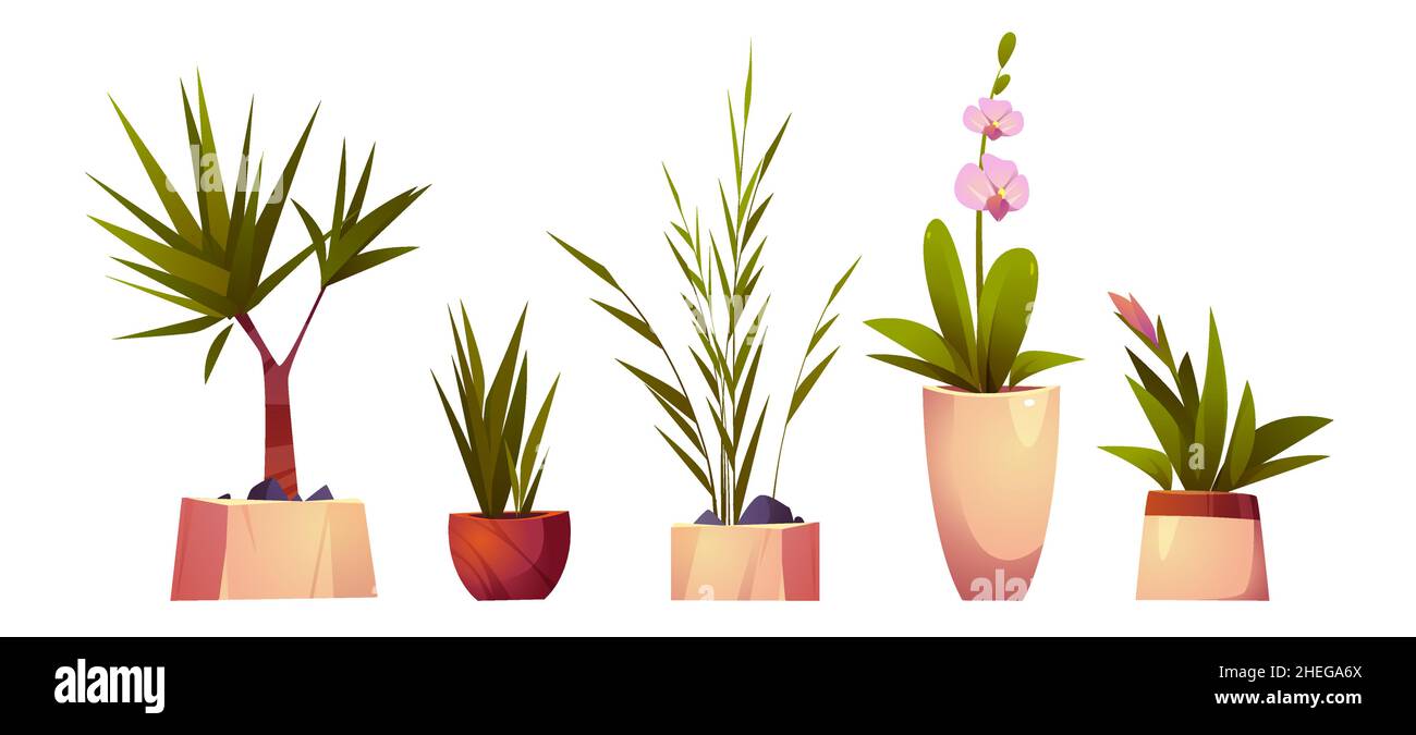 House plants in pots for home interior decoration. Vector cartoon set of planters with flowers with green leaves and blossoms, palm tree, dracaena and orchid isolated on white background Stock Vector