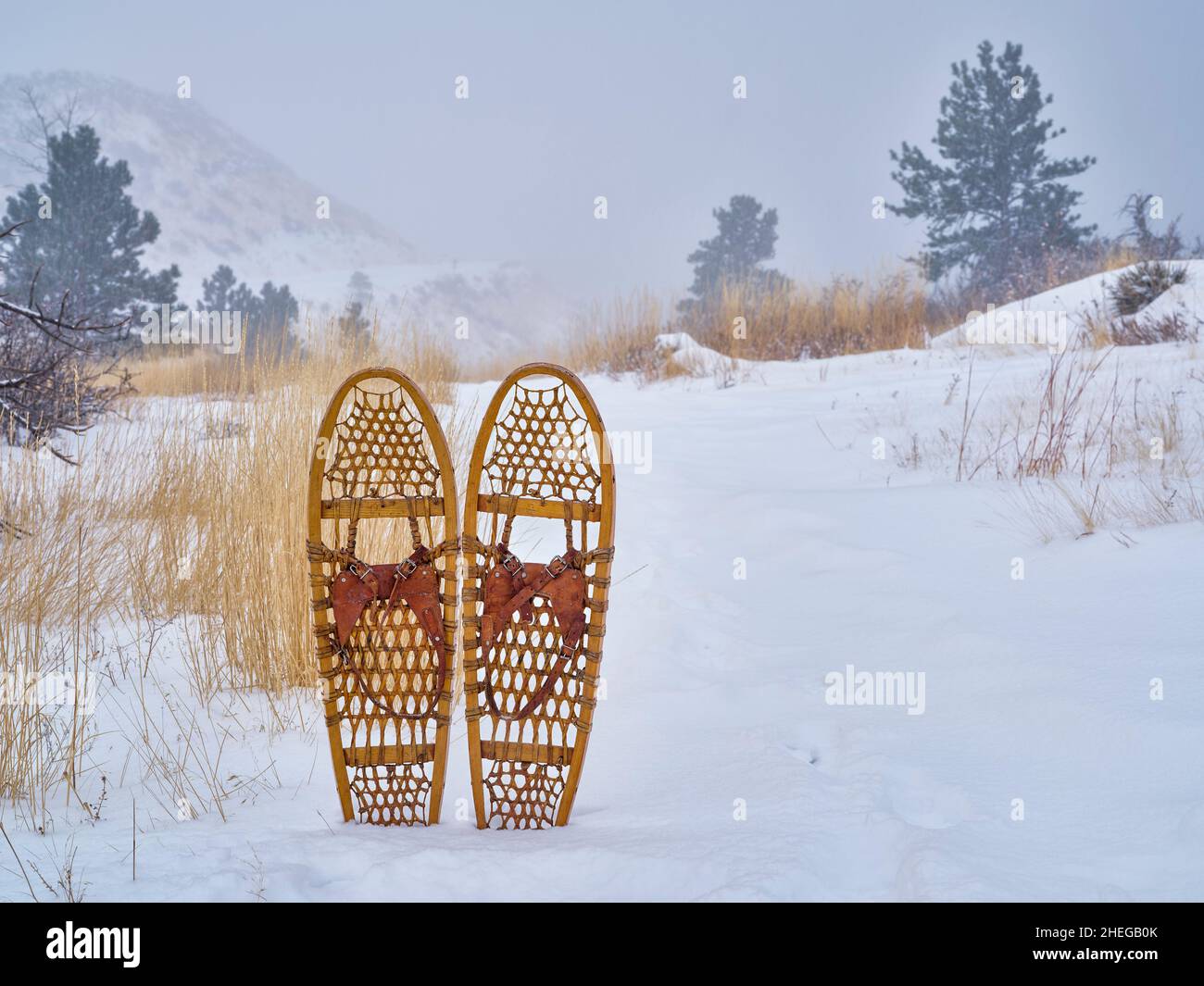 classic Bear Paw wooden snowshoes in a heavy winter snow on a trail at