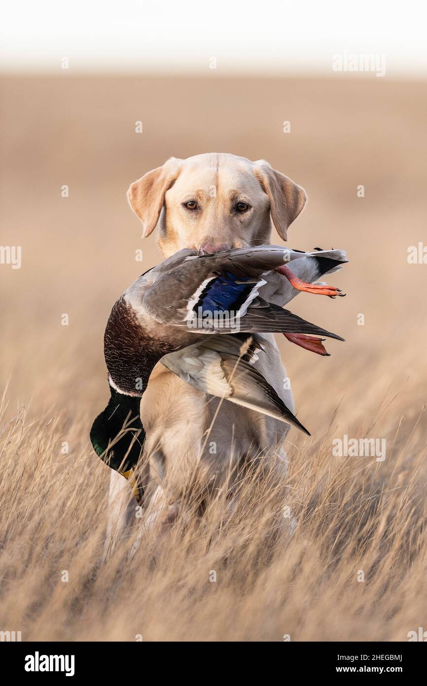 A Labrador Retriever with a Drake Mallard in South Dakota Stock Photo