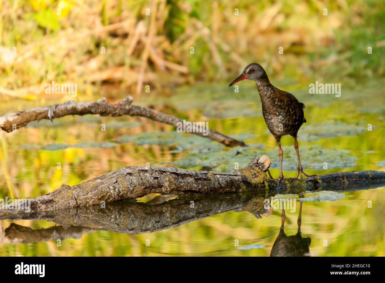 The European rail or common rail is a species of bird in the Rallidae family. Stock Photo