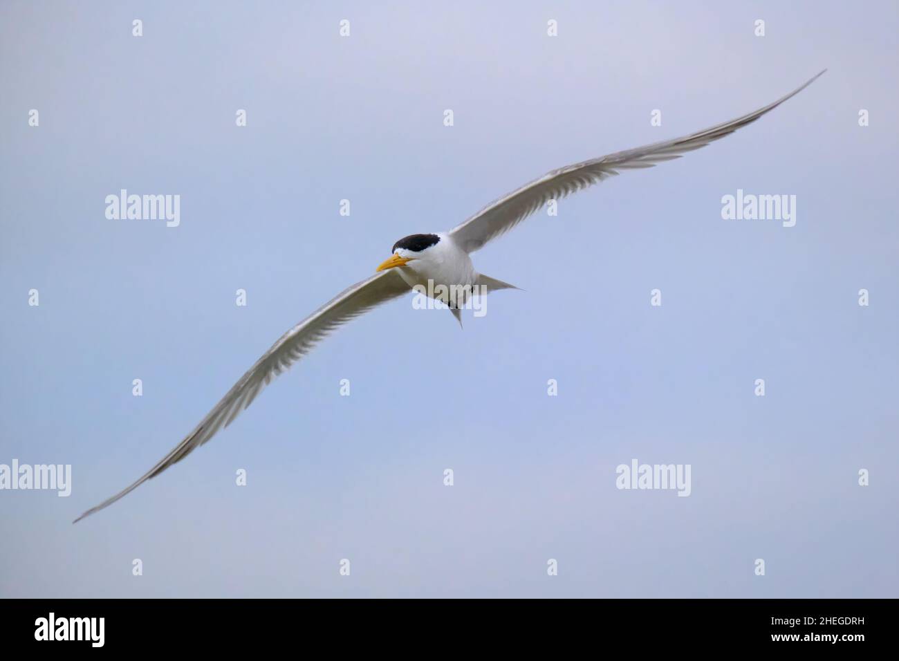 Crested Tern In Flight Stock Photo