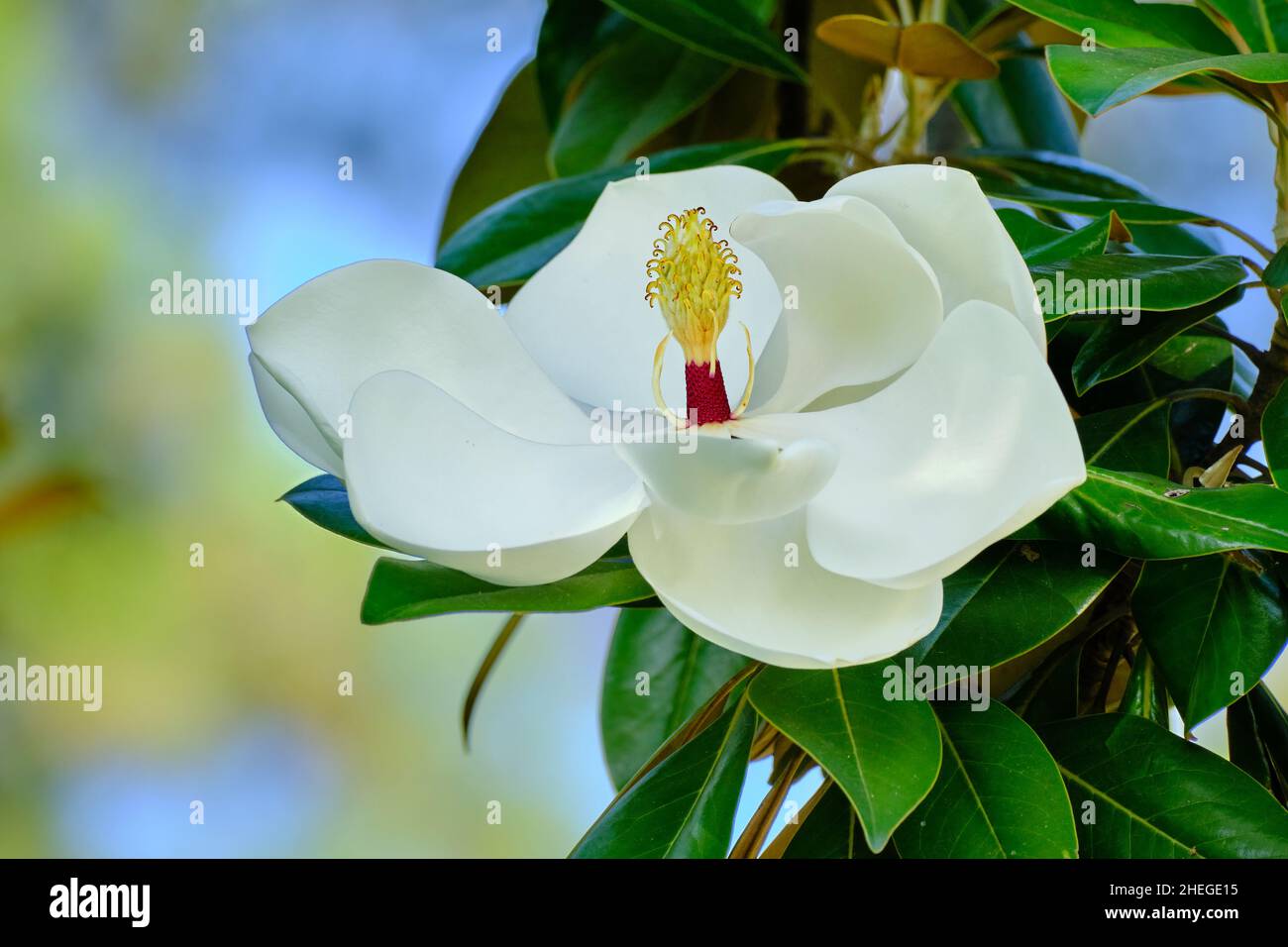 Magnolia grandiflora leaves hi-res stock photography and images - Alamy