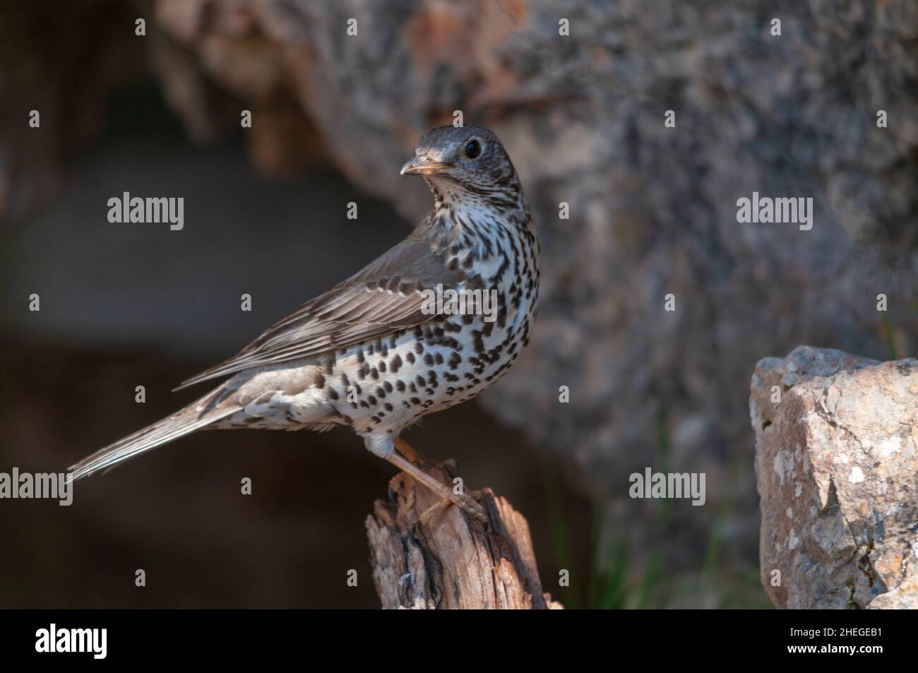 The charlo thrush is a bird of the Passeriformes order and of the ...