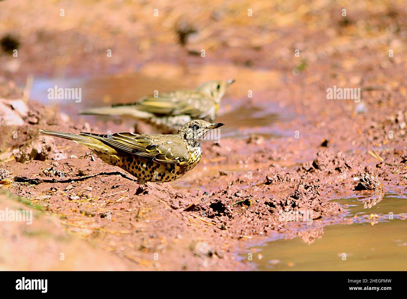 The charlo thrush is a bird of the Passeriformes order and of the ...
