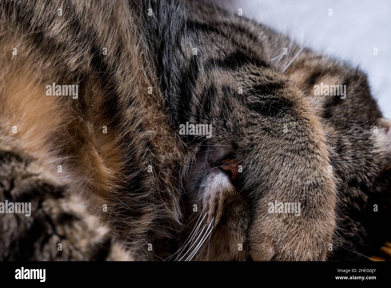 Cat covers its face with his paw when he is sleeping Stock Photo Alamy