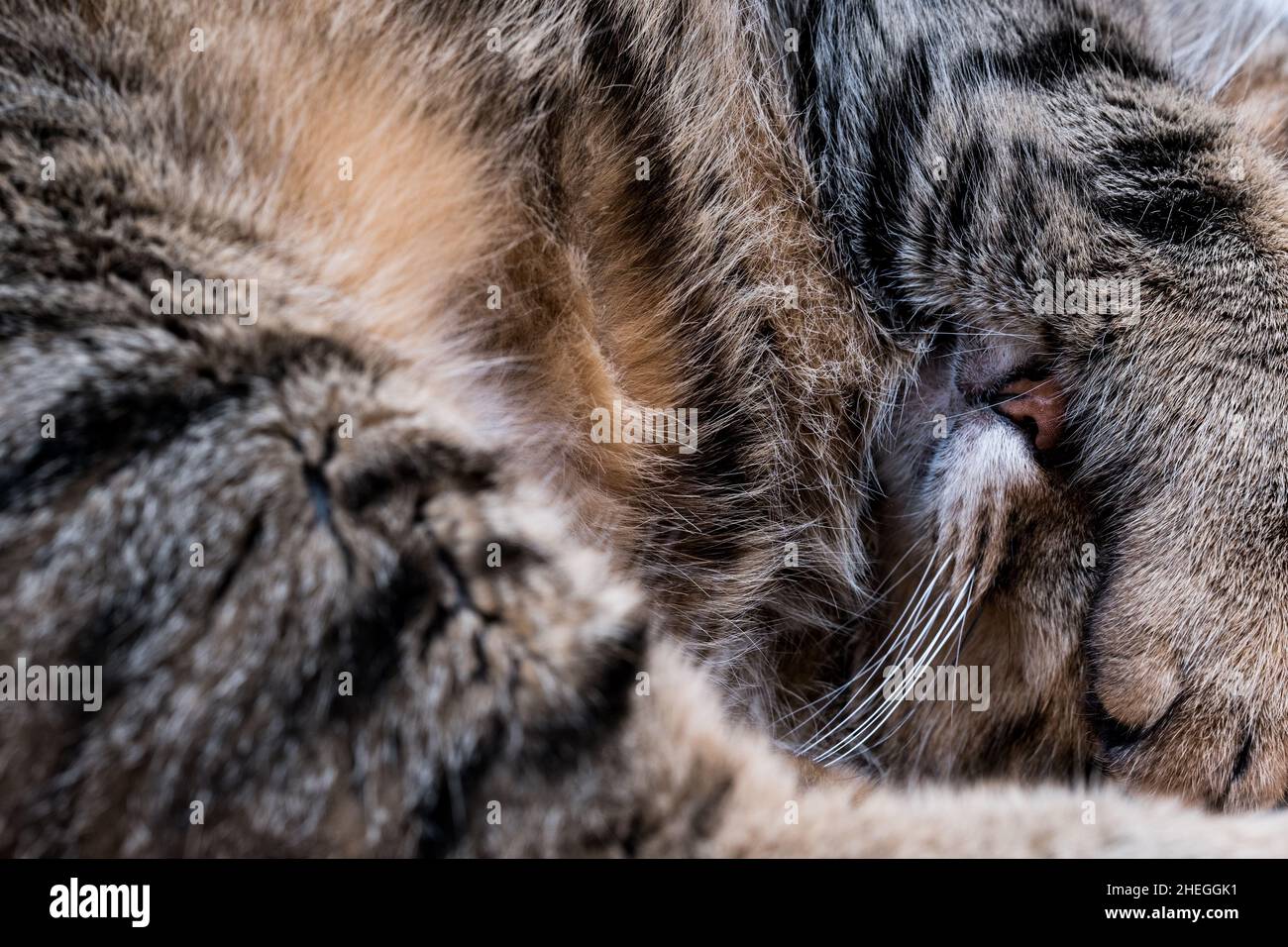Cat covers its face with his paw when he is sleeping Stock Photo Alamy