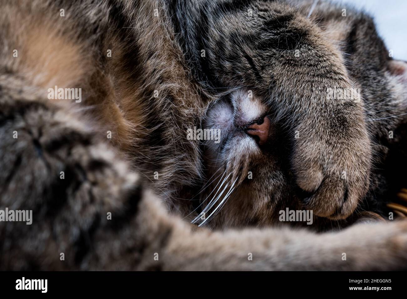 Cat covers its face with his paw when he is sleeping Stock Photo Alamy