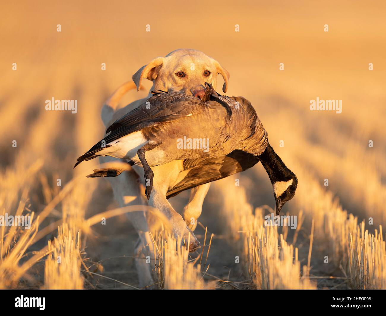 A Labrador Retriever with a Canada Goose in a North Dakota Wheat 