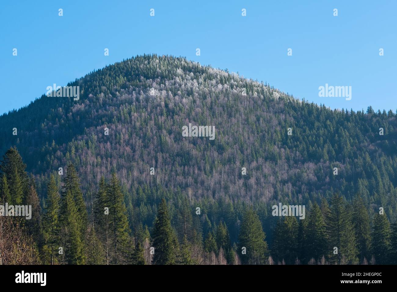 The mountain slopes are covered with pine forests Stock Photo - Alamy