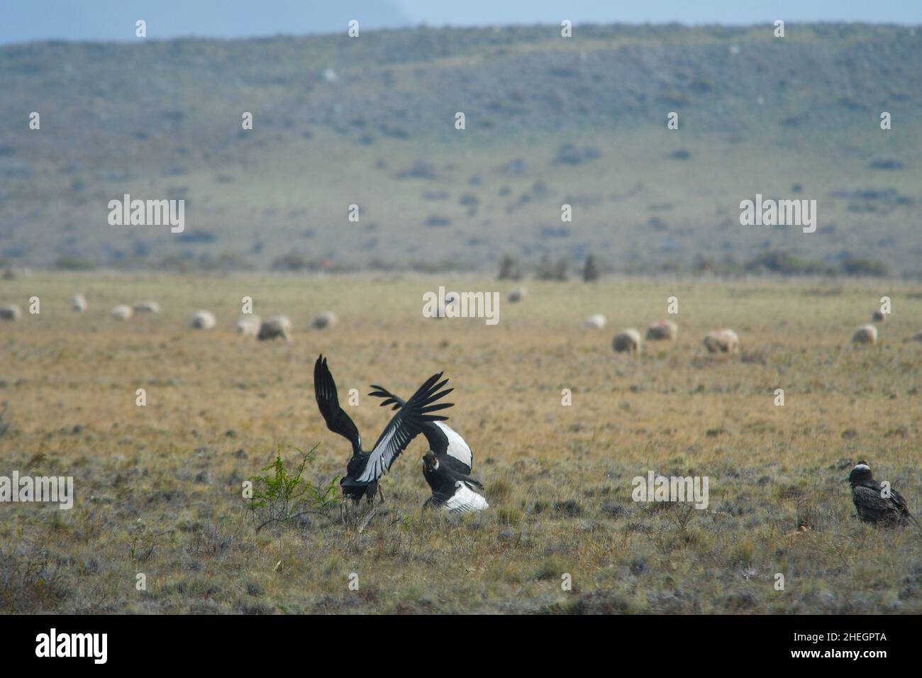 Condor family hi-res stock photography and images - Alamy
