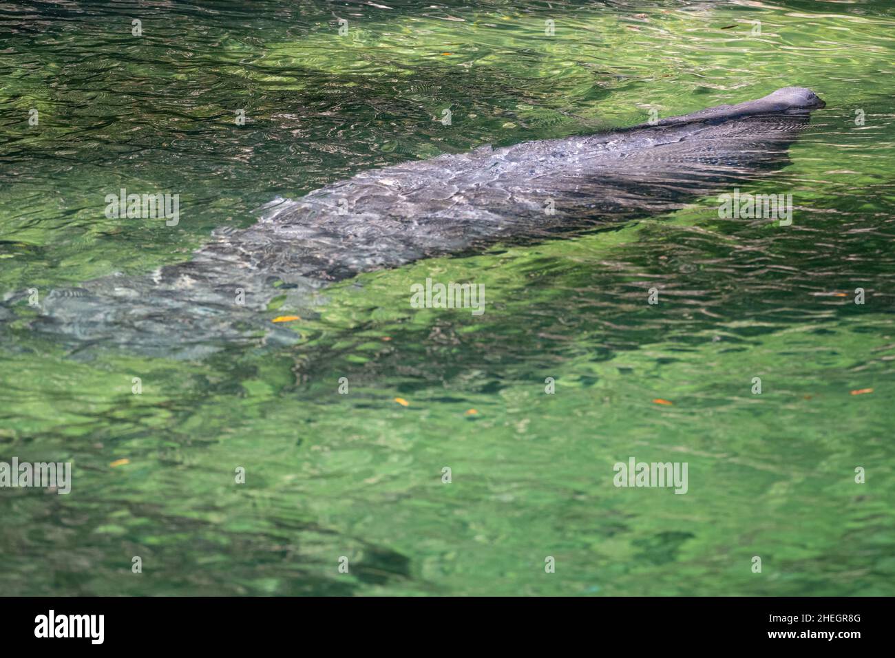Surfacing West Indian manatee (Trichechus manatus) in Blue Spring Run at Blue Spring State Park in Volusia County, Florida. (USA) Stock Photo