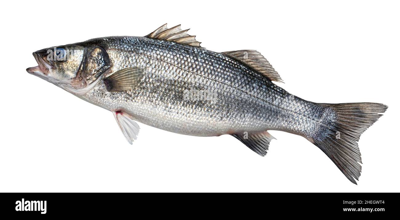 Sea bass, fresh seabass fish isolated on white background Stock Photo