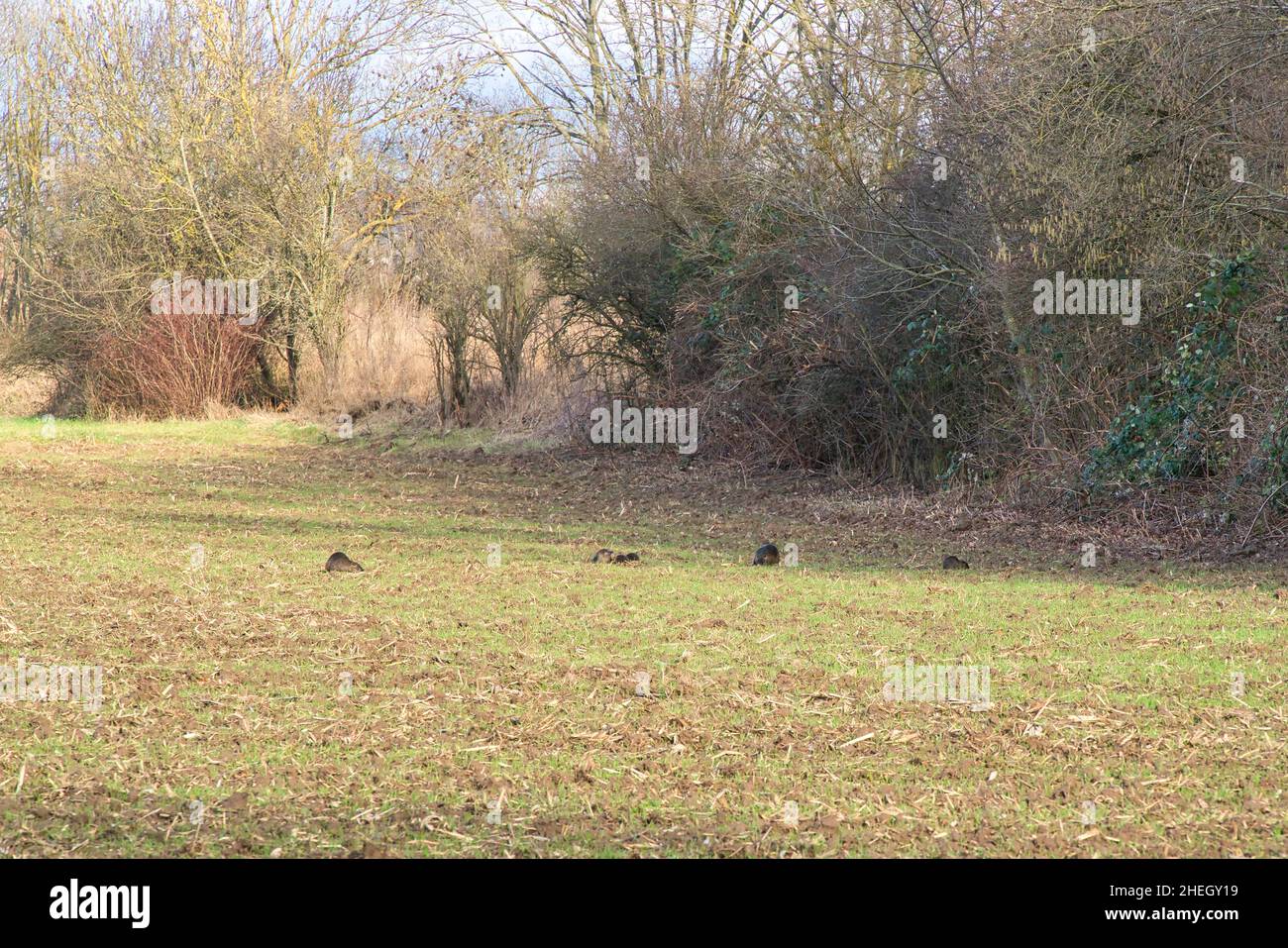 Coypu family with babies resting. Family of many little nutria on a field in winter Stock Photo