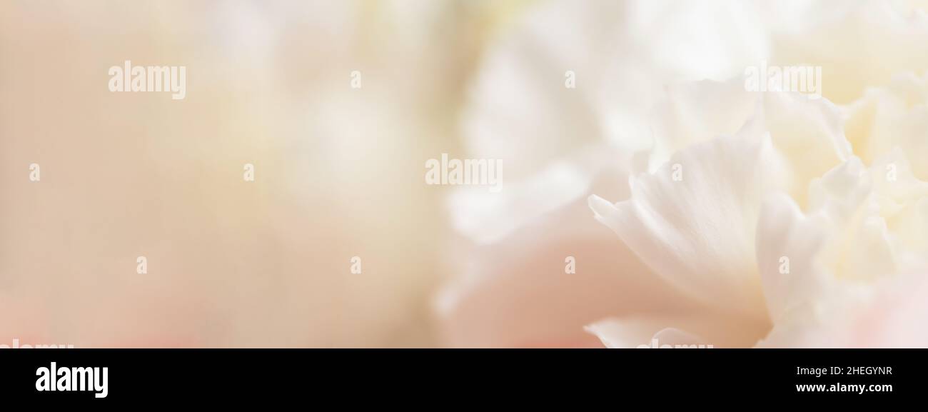 Banner with close up of white carnation flower Stock Photo