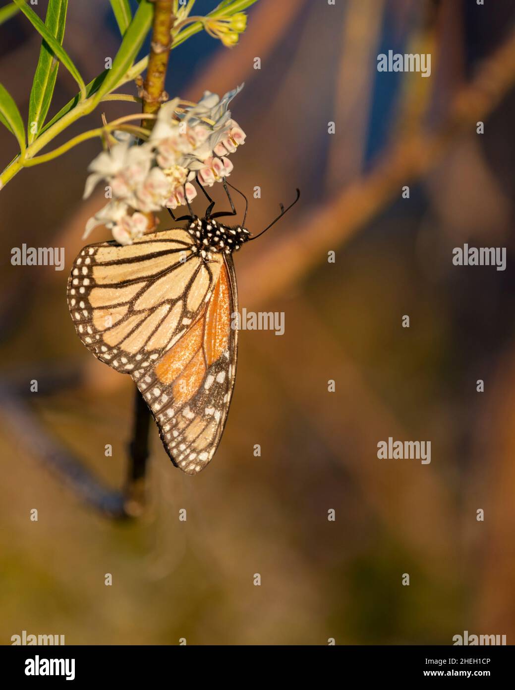 Monarch butterfly feeding on milkweed flowers. Vertical format. Stock Photo