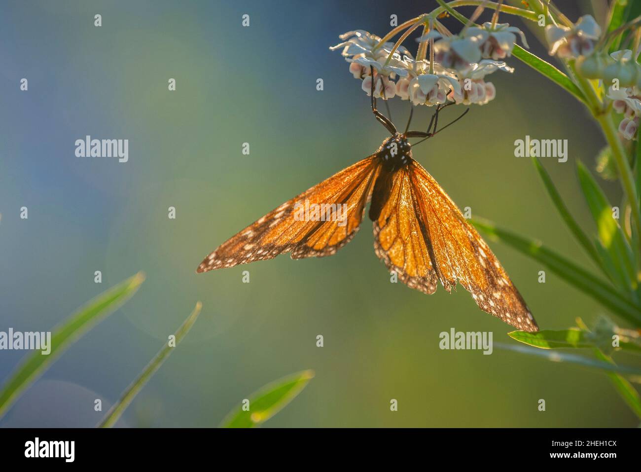 Monarch butterfly back-lit by the setting sun with wings open, feeding on swan plant flowers. Stock Photo