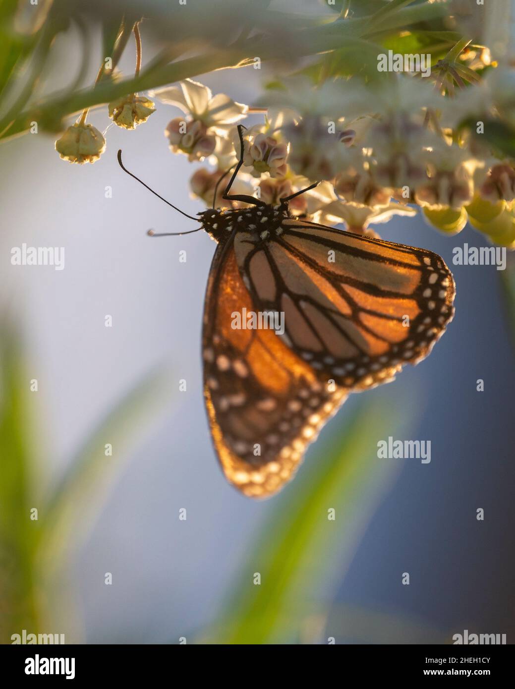 Monarch butterfly back-lit by the setting sun, feeding on swan plant flowers. Vertical format. Stock Photo