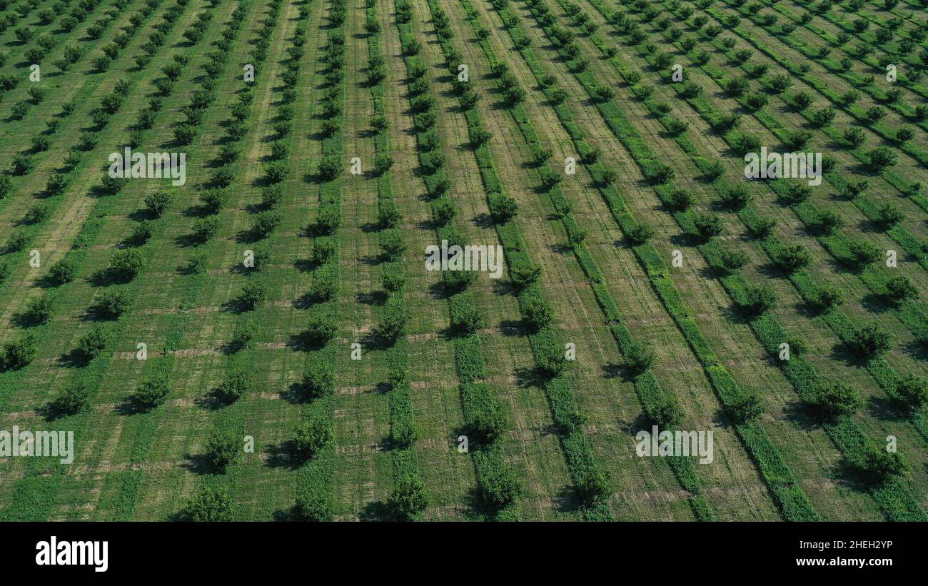 aerial view over agricultural gardens in spring time. Stock Photo