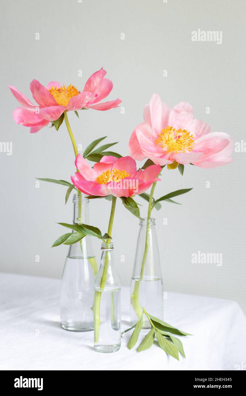 Still life with three pink royal peony flowers Stock Photo - Alamy