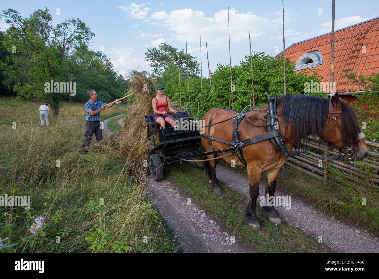 Hay is driven to the barn. Stock Photo