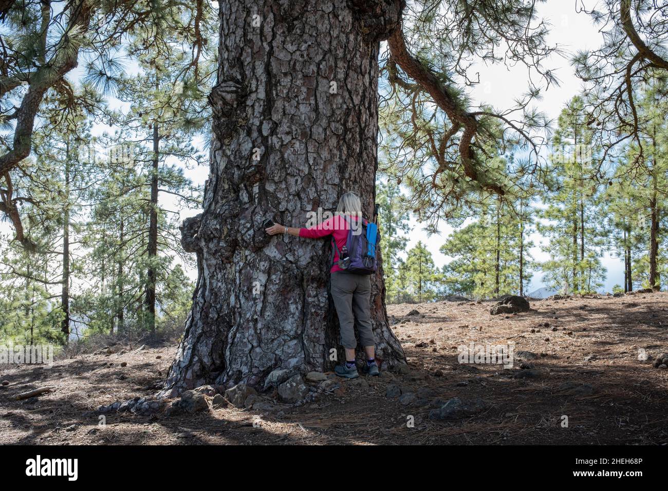 Woman hugging the wide trunk of the Pino del Guirre, ancient pinus canariensis pine tree in Las Vegas, Tenerife, Canary Islands, Spain Stock Photo