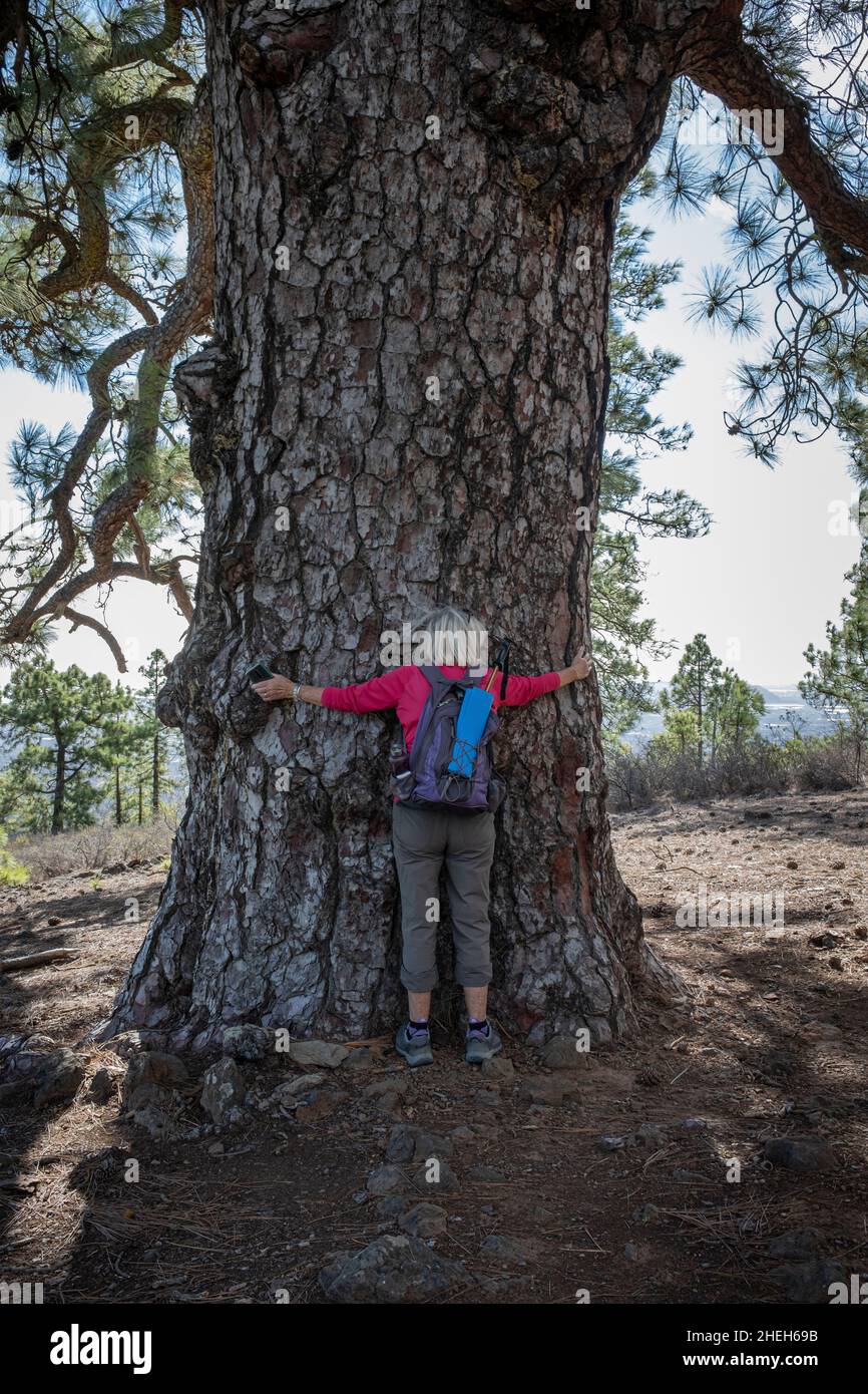 Woman hugging the wide trunk of the Pino del Guirre, ancient pinus canariensis pine tree in Las Vegas, Tenerife, Canary Islands, Spain Stock Photo