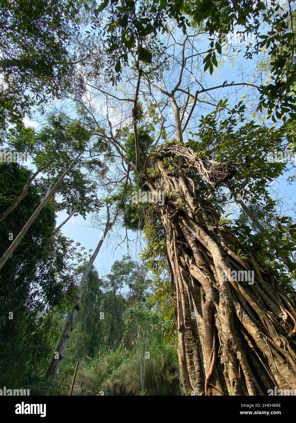 Huge trees at the forest in Luang Phrabang, Laos. Stock Photo