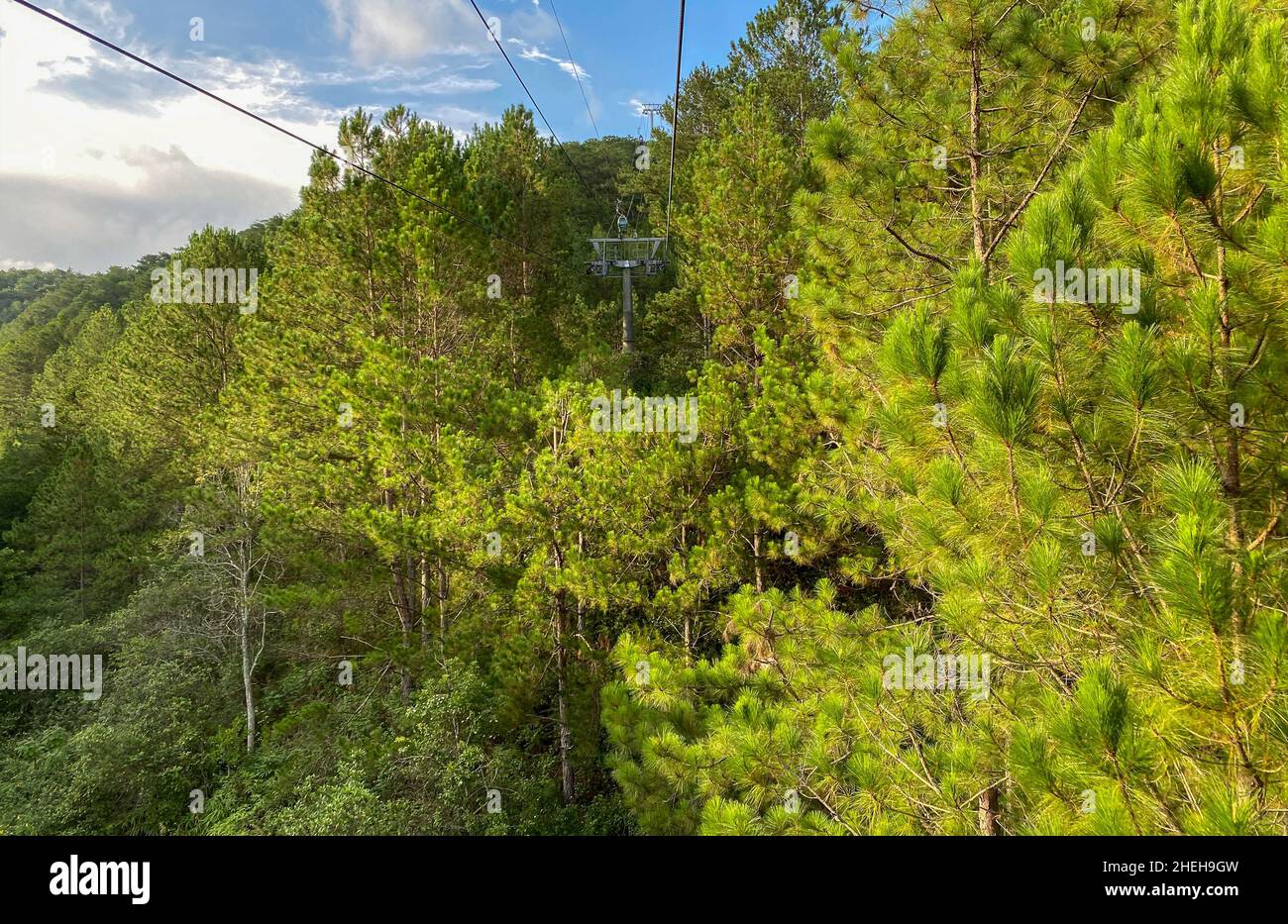 Aerial view of pine tree forest in Dalat Highland, Vietnam. Stock Photo
