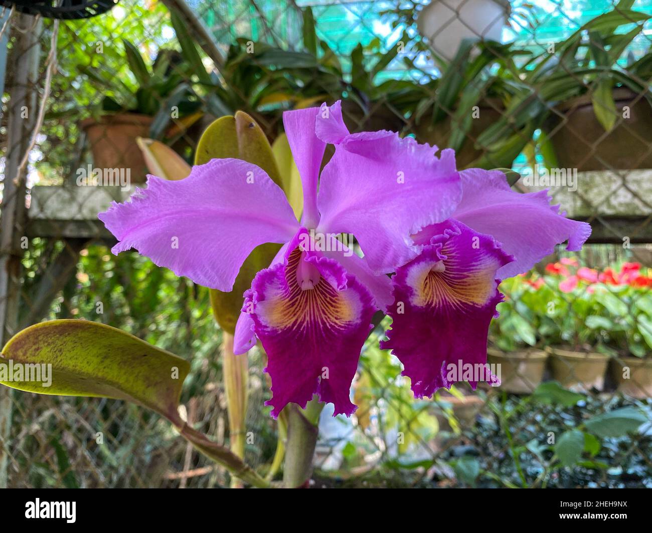 Beautiful orchid flowers at the garden in Dalat, Vietnam. Stock Photo
