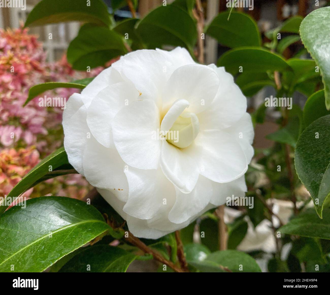 White camellia at the garden in Dalat Highland, Vietnam. Stock Photo
